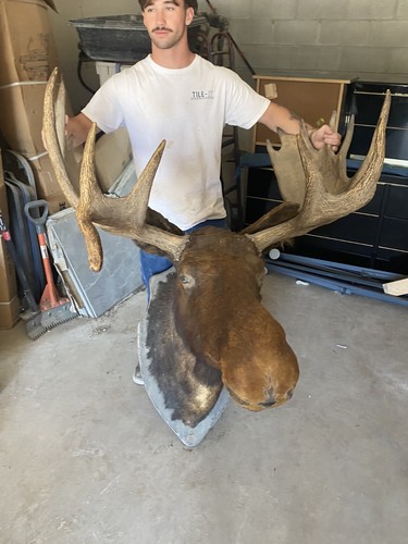 Taxidermy moose head mounted - moose,